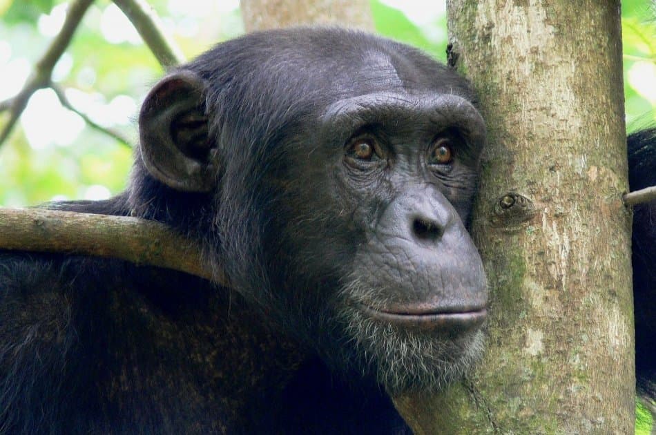 4 Day Amboseli, Tsavo East & West National Parks Safari - Photo 3