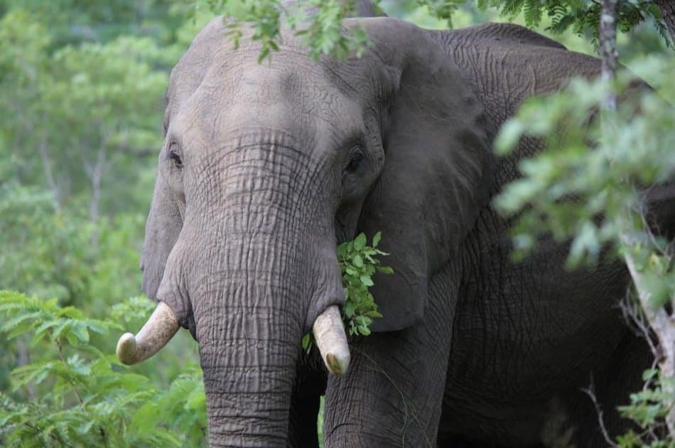 4 Day Amboseli, Tsavo East & West National Parks Safari - Photo 2
