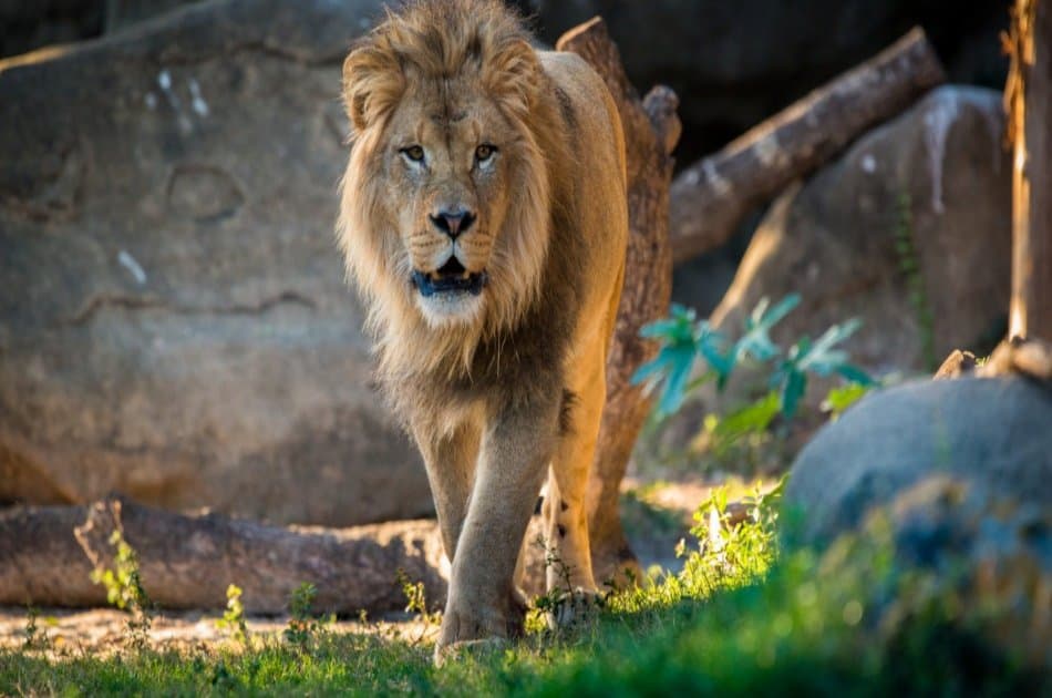 4 Day Amboseli, Tsavo East & West National Parks Safari - Photo 4