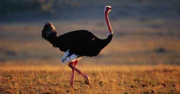 4 Day Majestic Masai Mara and Lake Nakuru Safari - Photo 1