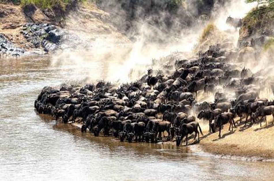 4 Day Majestic Masai Mara and Lake Nakuru Safari - Photo 5