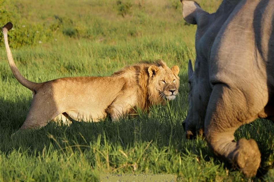 4 DAYS MAASAI MARA - LAKE NAKURU BUDGET GROUP SAFARI - Photo 2