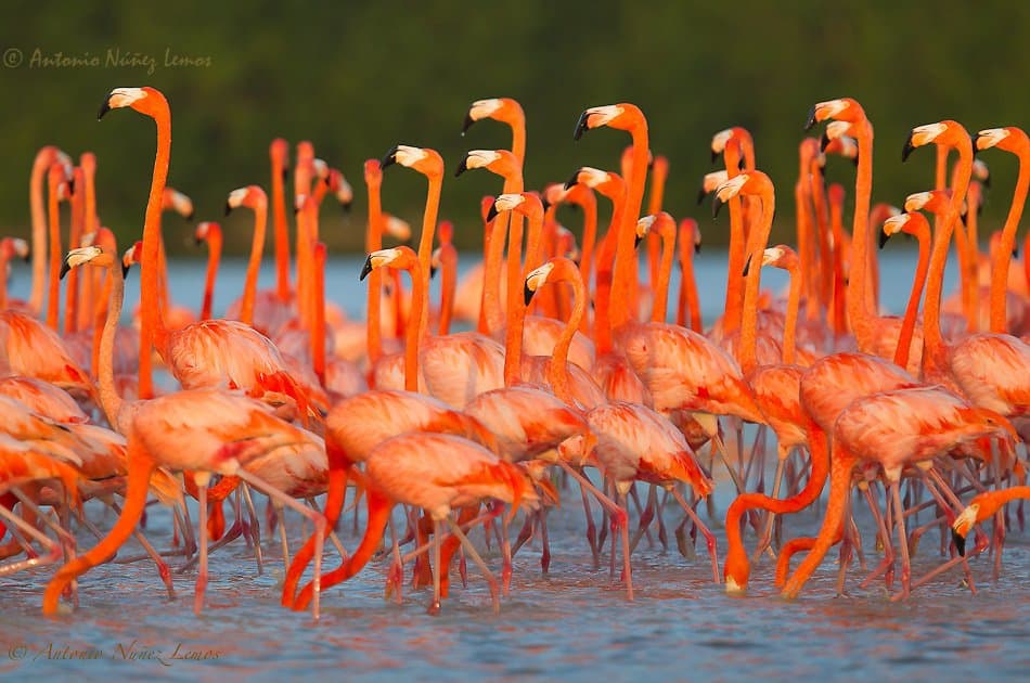 4 DAYS MAASAI MARA - LAKE NAKURU BUDGET GROUP SAFARI - Photo 3