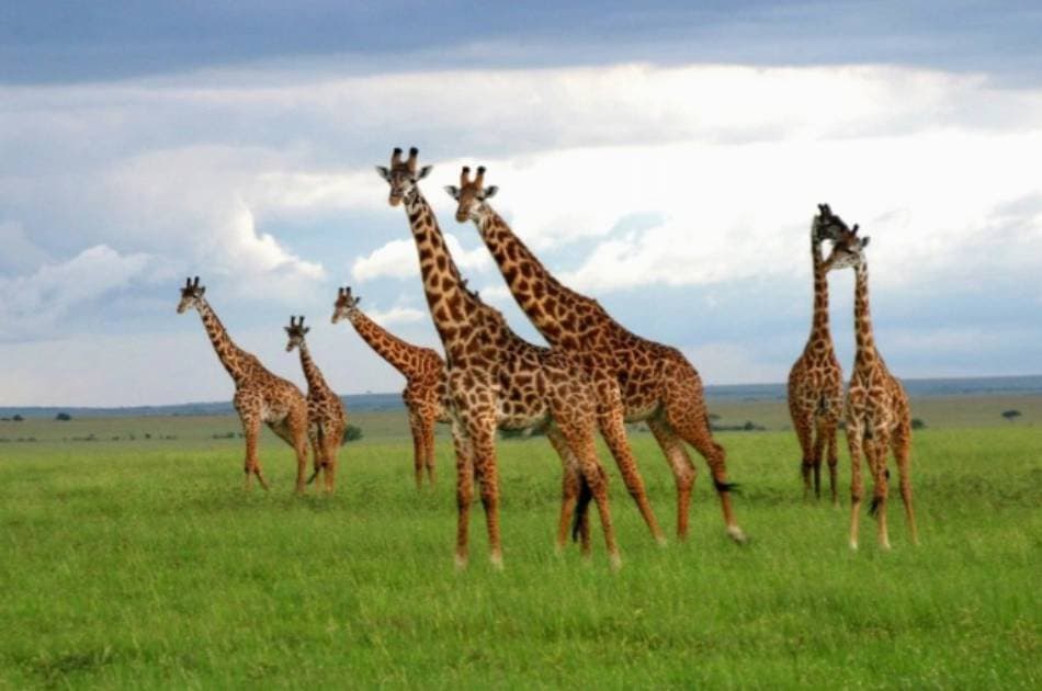 7 Day 2019 Wildebeest in Masai Mara and Lake Nakuru Safari From South Africa - Photo 2