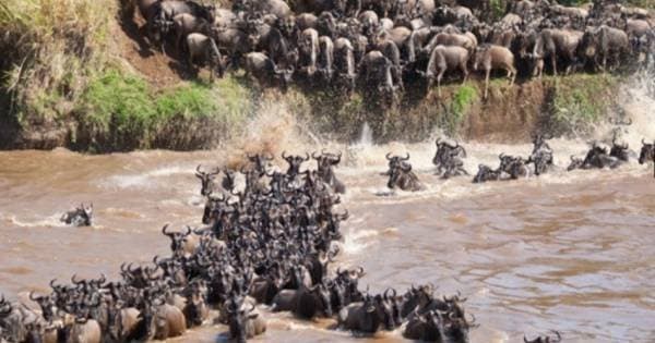 7 Day 2019 Wildebeest in Masai Mara and Lake Nakuru Safari From South Africa - Photo 1