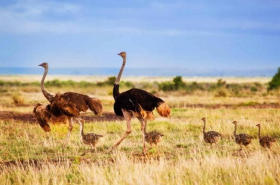 7 Day 2019 Wildebeest in Masai Mara and Lake Nakuru Safari From South Africa - Photo 3