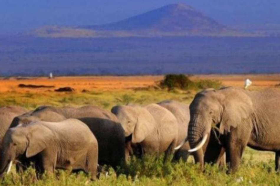 7 Day 2019 Wildebeest in Masai Mara and Lake Nakuru Safari From South Africa - Photo 6