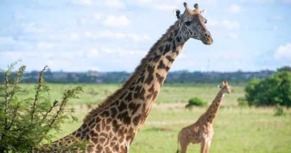 7 Day Luxury Kenyan Safari - Photo 1