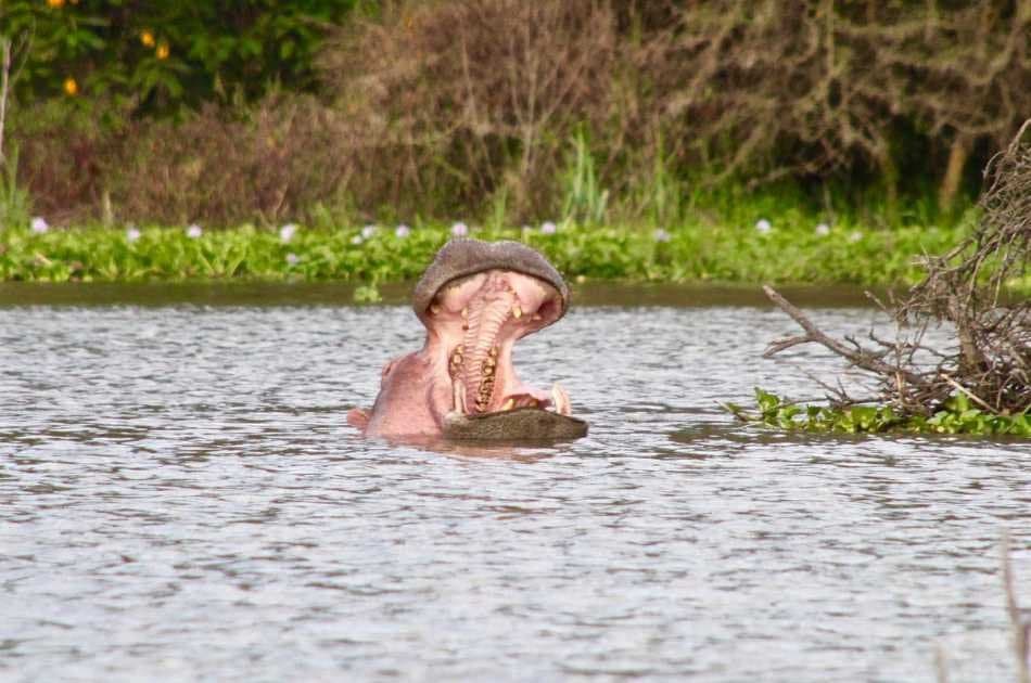 7 Day Luxury Kenyan Safari - Photo 4