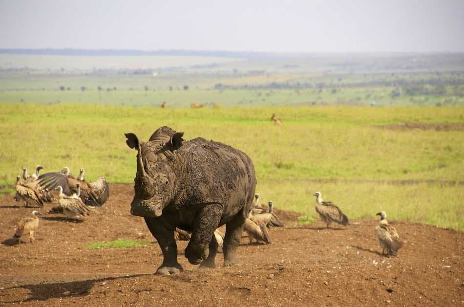 7 Day Luxury Kenyan Safari - Photo 6