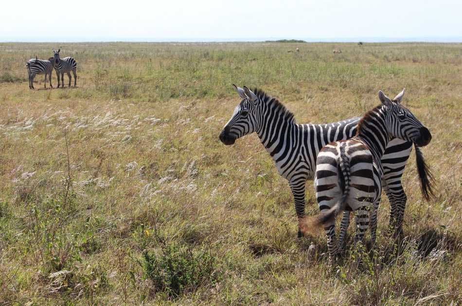 7 Day Luxury Kenyan Safari - Photo 7