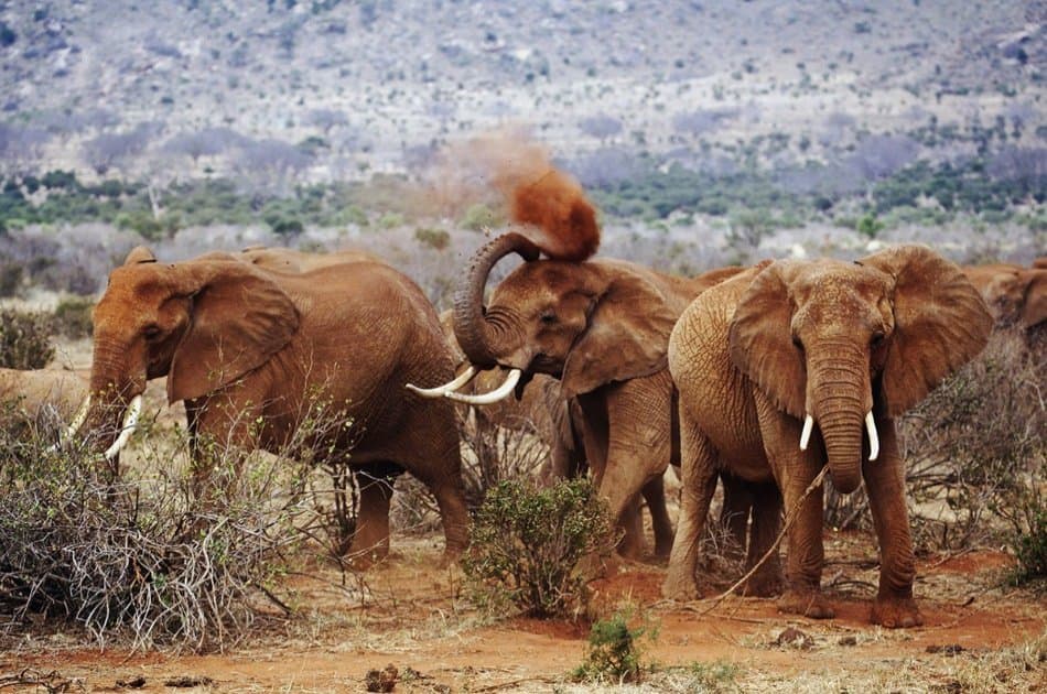 8 Day Lake Nakuru, Masai mara & Mombasa Extension - Photo 3