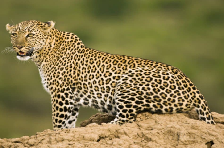8 Days Best of Kenya Safari - Photo 12