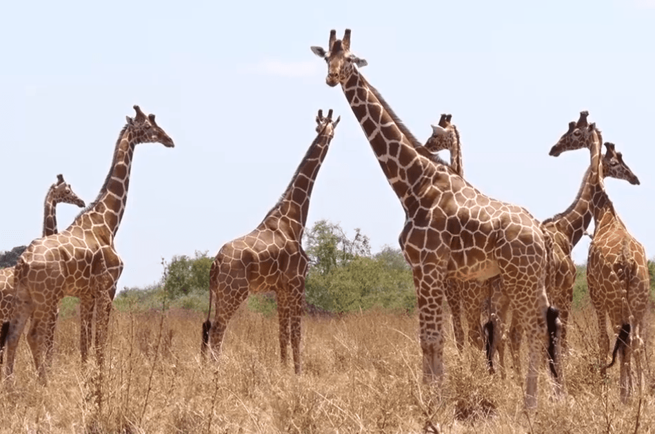 8 Days Northern Kenya Circuit Safari - Photo 5