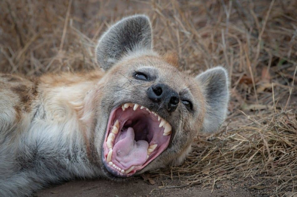 Amazing 3 Day Masai Mara Budget Safari - Photo 8
