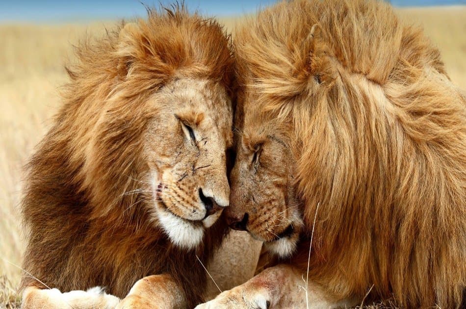 Amazing 3 Day Masai Mara Budget Safari - Photo 3