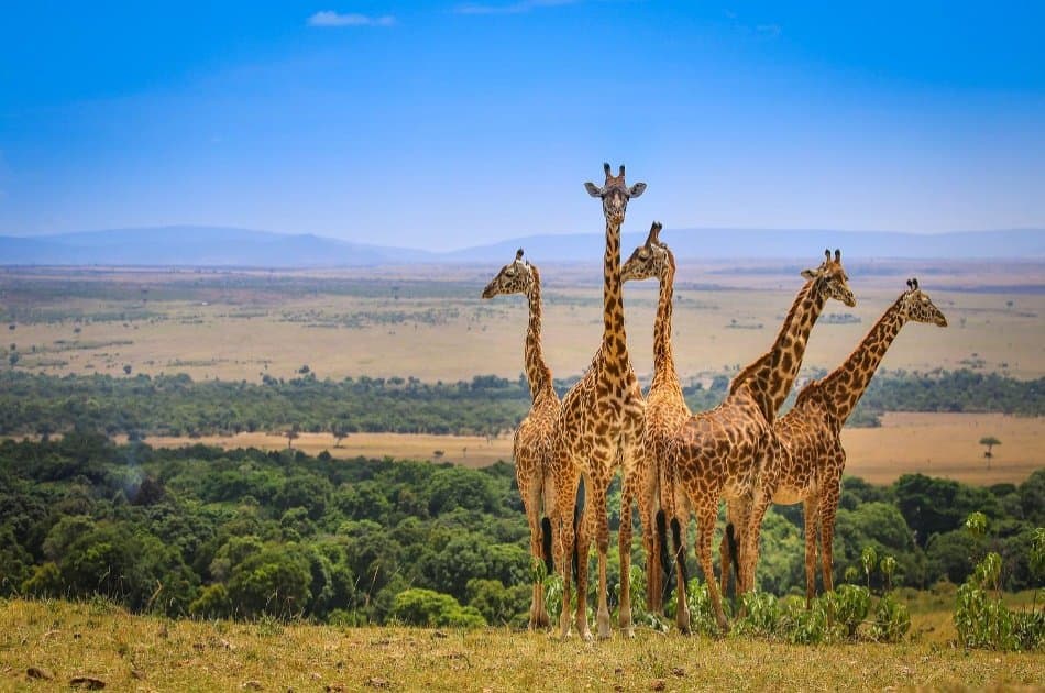 Amazing 3 Day Masai Mara Budget Safari - Photo 5