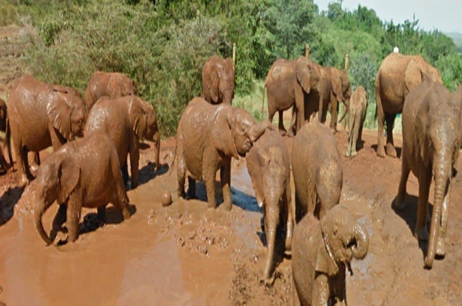 Daphne Sheldricks, Karen Blixen Museum & Giraffe Centre Tour in Nairobi - Photo 3