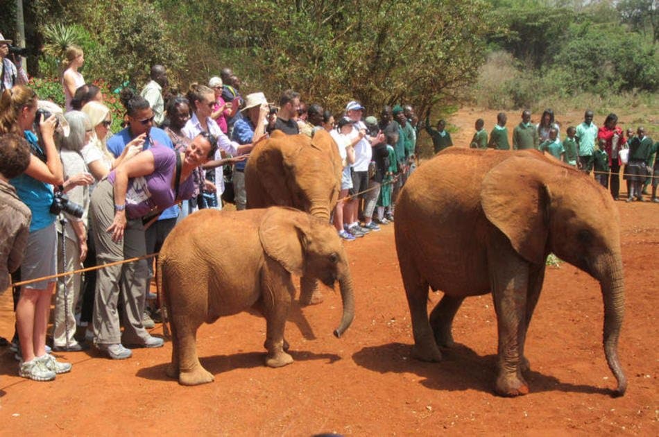 Daphne Sheldricks, Karen Blixen Museum & Giraffe Centre Tour in Nairobi - Photo 4
