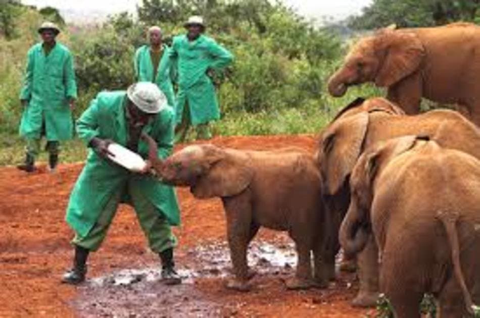 Daphne Sheldricks, Karen Blixen Museum & Giraffe Centre Tour in Nairobi - Photo 5