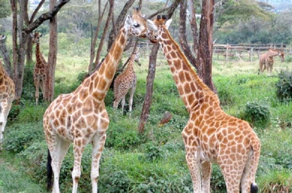 Daphne Sheldricks, Karen Blixen Museum & Giraffe Centre Tour in Nairobi - Photo 8