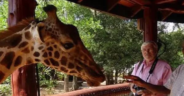 Elephant Orphanage and Giraffe Center in Nairobi - Photo 1
