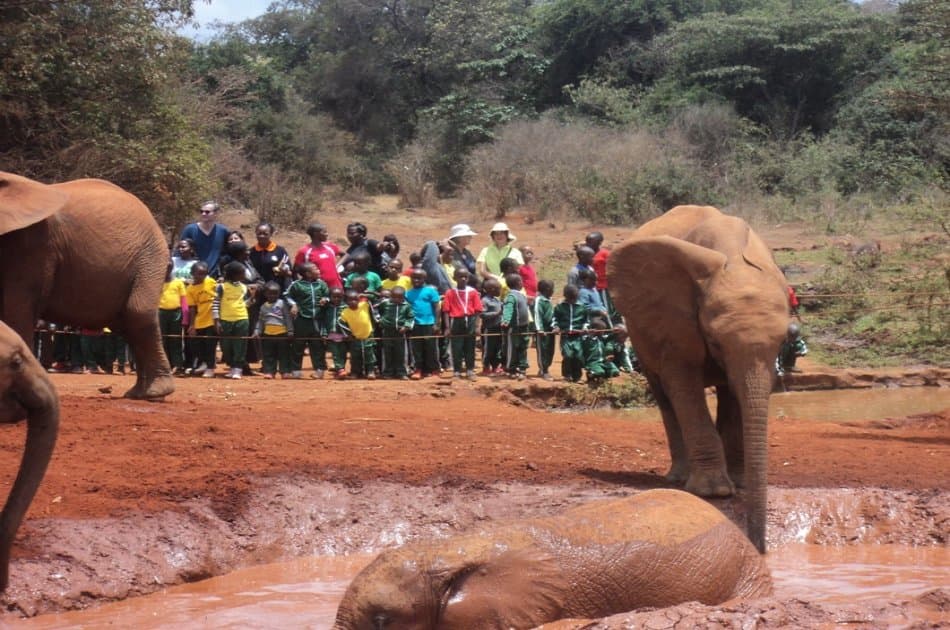 Elephant Orphanage and Giraffe Center Tour in Nairobi - Photo 2