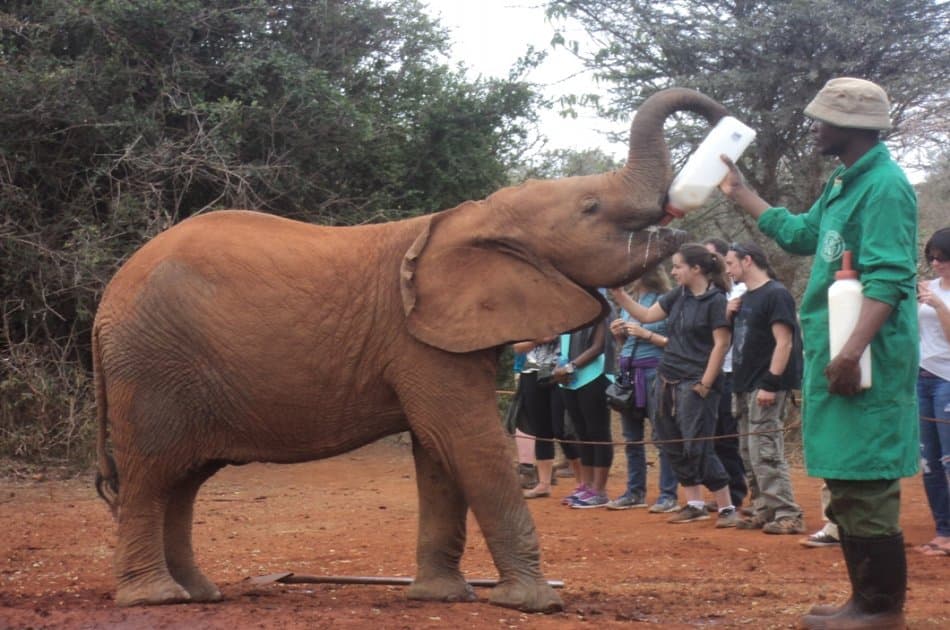 Elephant Orphanage and Giraffe Center Tour in Nairobi - Photo 5