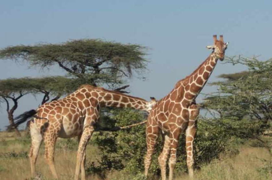 Elephant Orphanage and Giraffe Center Tour in Nairobi - Photo 6