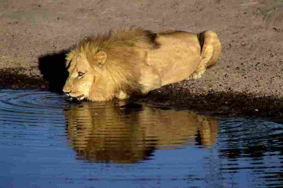 Exciting 3 Day Masai Mara Lodge Safari in Kenya - Photo 5