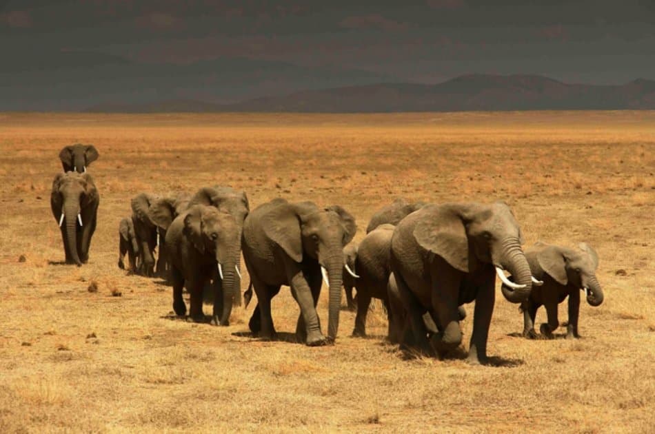 Exciting 3 Day Masai Mara Lodge Safari in Kenya - Photo 4