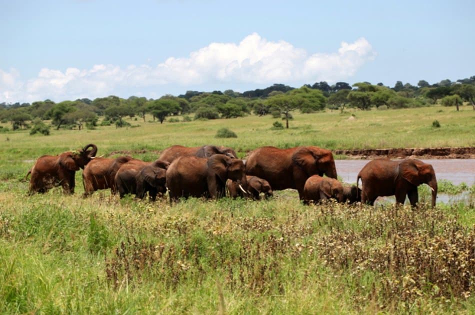 Exciting 3 Day Masai Mara Lodge Safari in Kenya - Photo 3