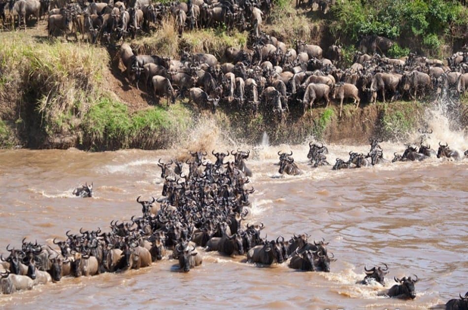 Exciting 3 Day Masai Mara Lodge Safari in Kenya - Photo 6