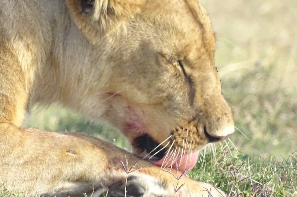 Exciting Full Day Tour of Nairobi Animal Orphanage, Elephant & Giraffe Centres - Photo 6