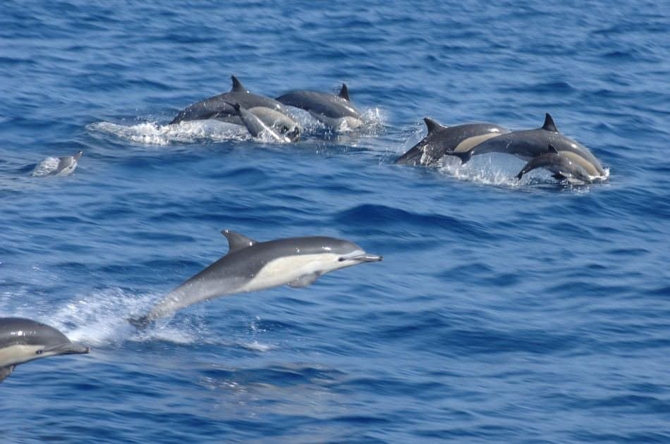 Full-day Wasini Island Tour With Sea Food Lunch From Mombasa - Photo 4