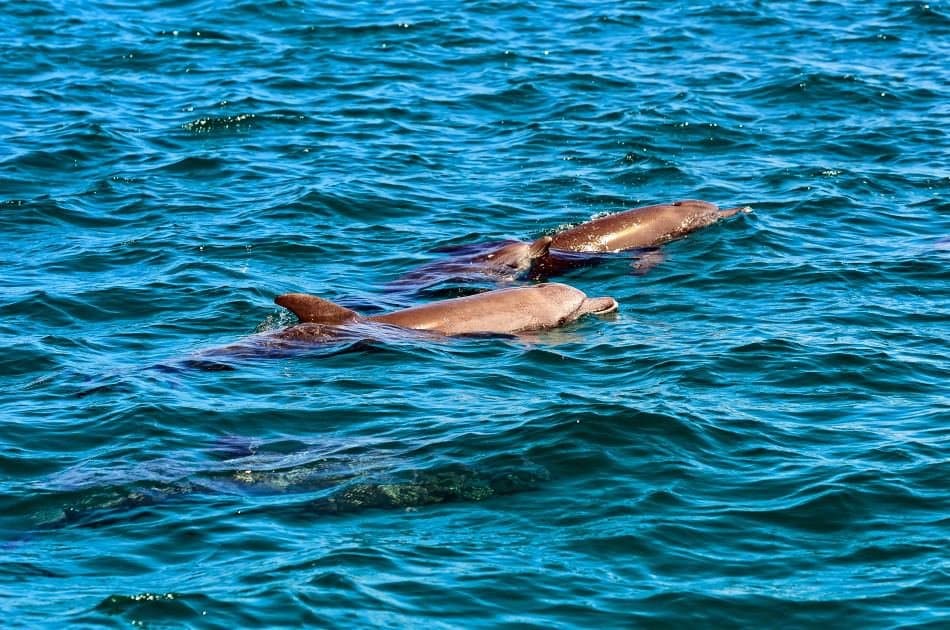 Full-day Wasini Island Tour With Sea Food Lunch From Mombasa - Photo 6