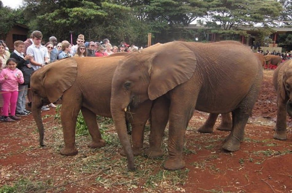 Half Day David Sheldrick Elephant Orphanage, Giraffe Center and Karen Brixen - Photo 3