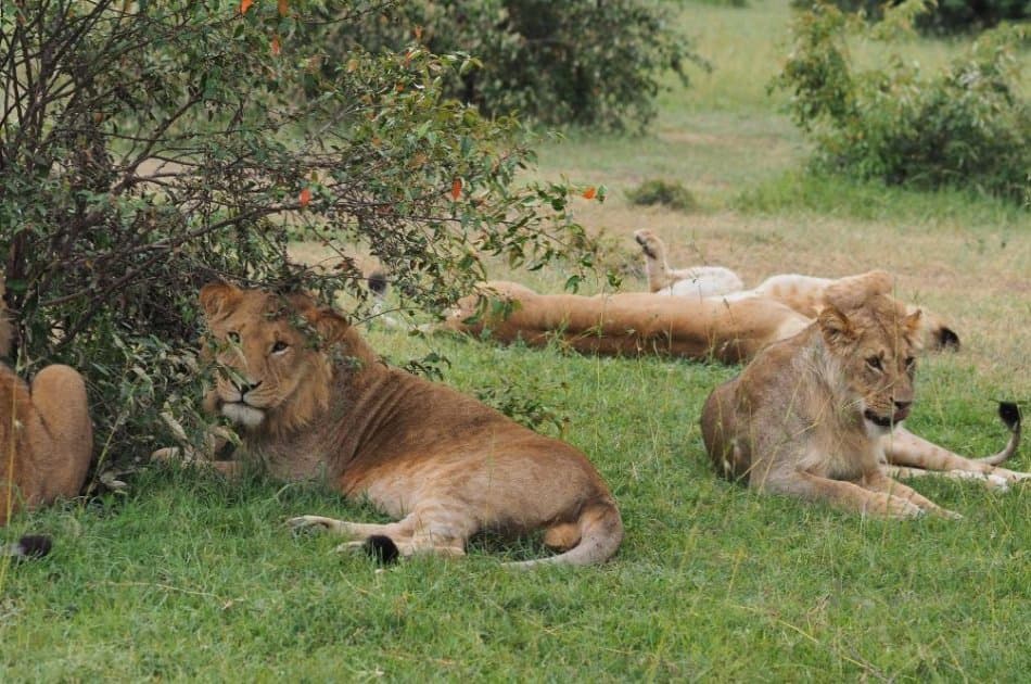 Kenya 3 Days Masai Mara Budget Camping Safari - Photo 4