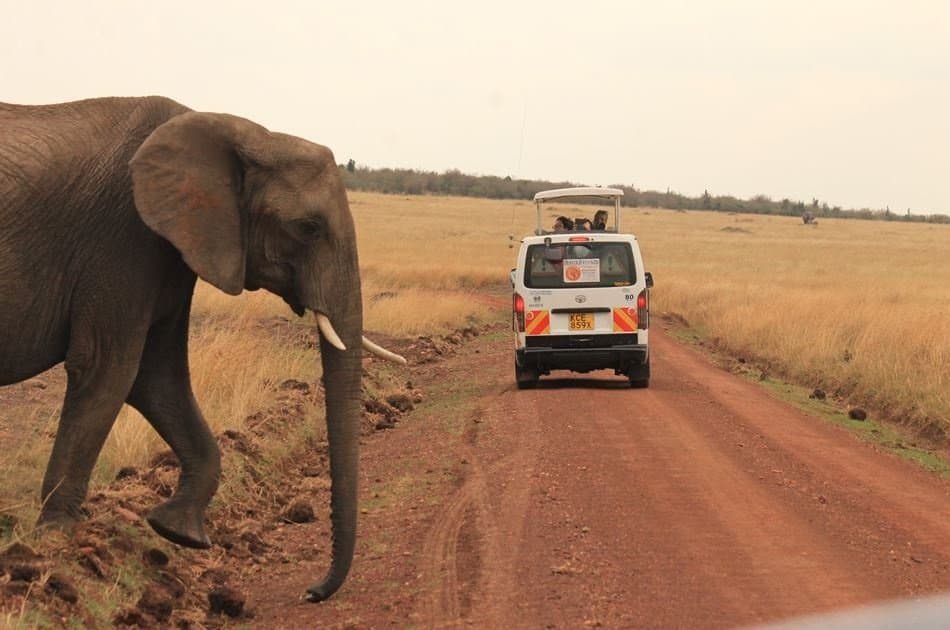 Kenya 5 Day Highlights Safari - Photo 2