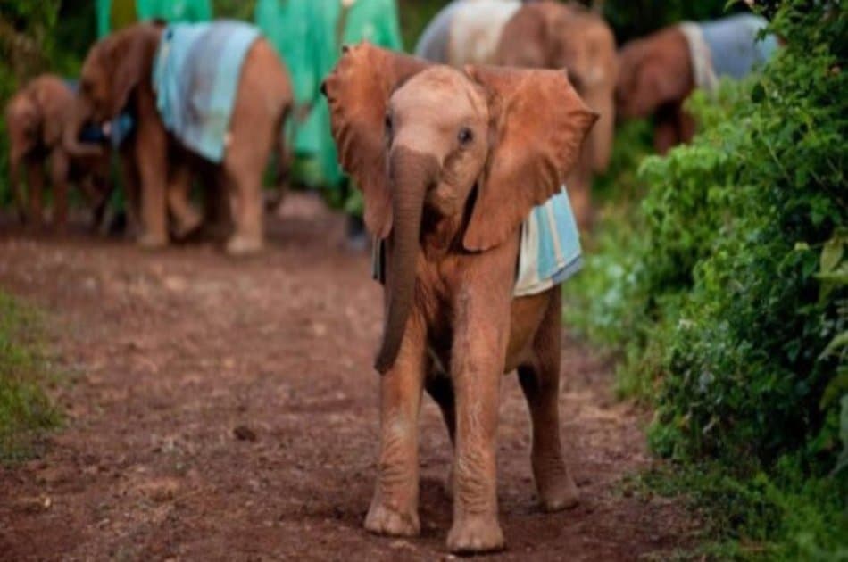 Kenya Heartwarming Half Day Safari of an Elephant Orphanage & Giraffe Centre - Photo 2