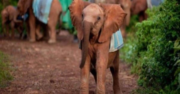 Kenya Heartwarming Half Day Safari of an Elephant Orphanage & Giraffe Centre - Photo 1