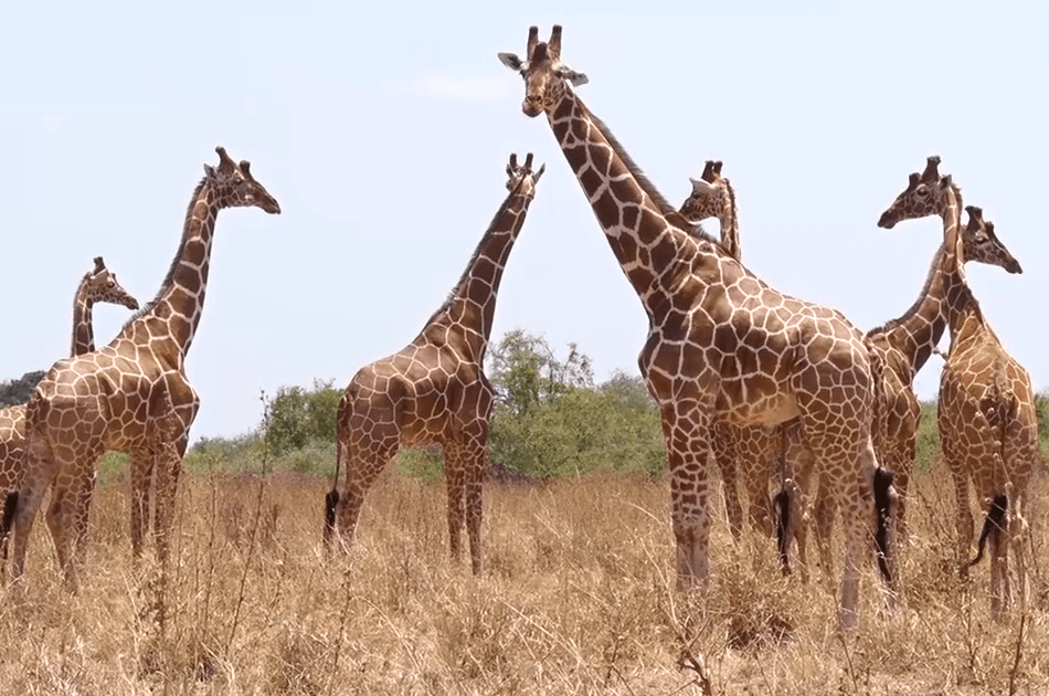 Kenya Migration Lodge Safari - Photo 5