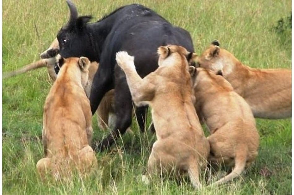 Kenya Wildlife New Frontiers - Photo 5