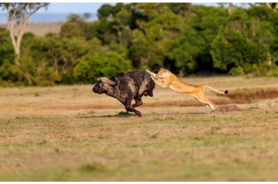 Kenya Wildlife New Frontiers - Photo 3