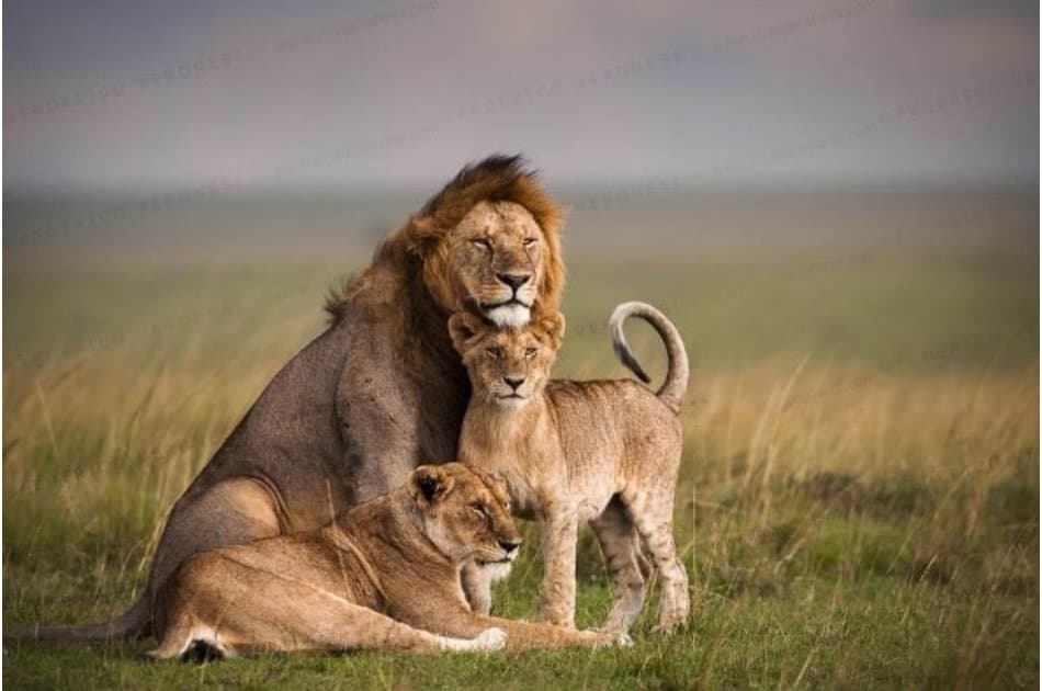 Kenya Wildlife Weekender Tour - Photo 6