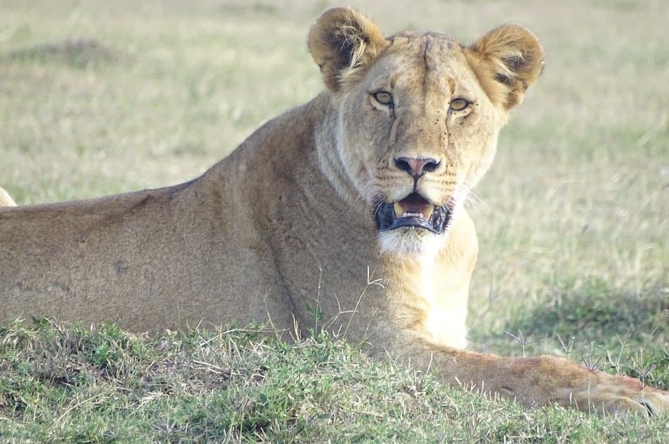 Nairobi National Park & Elephant Orphanage Day Trip - Photo 2