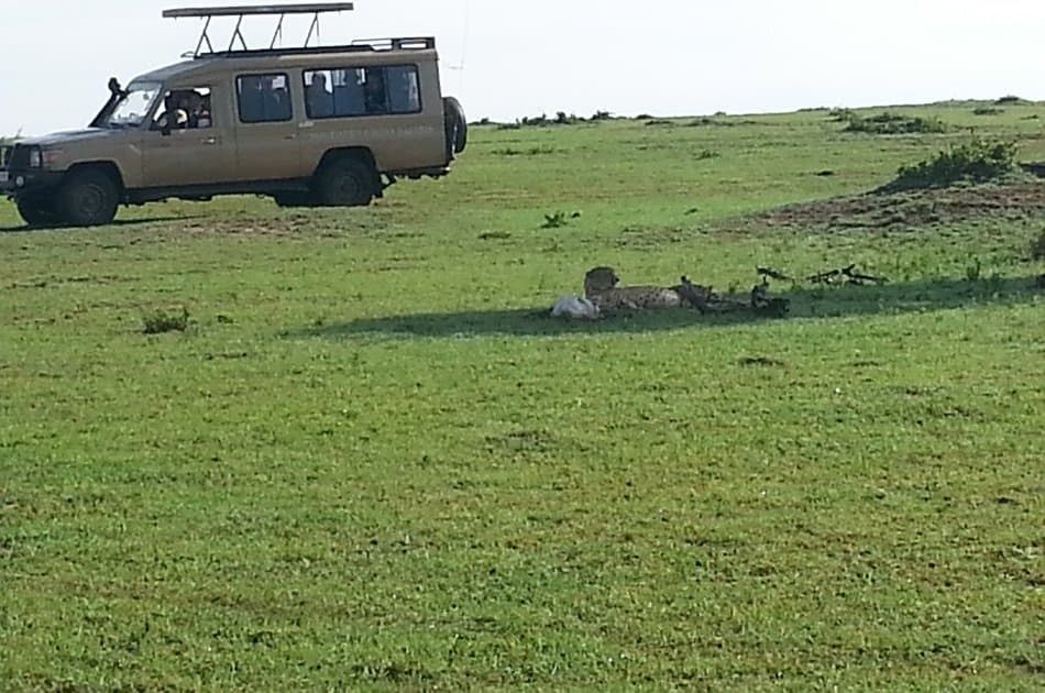 Nairobi National Park & Elephant Orphanage Day Trip - Photo 4