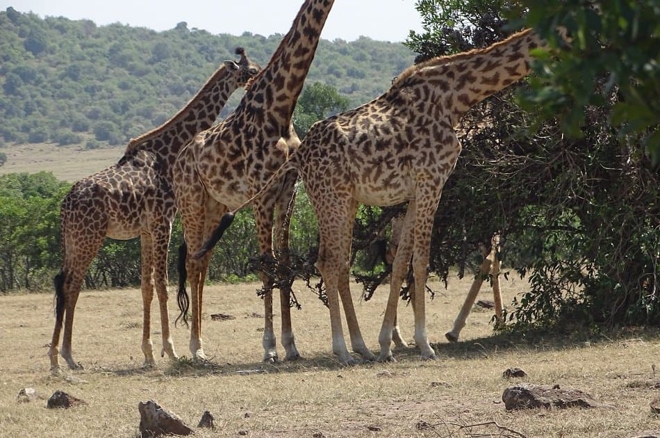 Nairobi National Park & Elephant Orphanage Day Trip - Photo 7