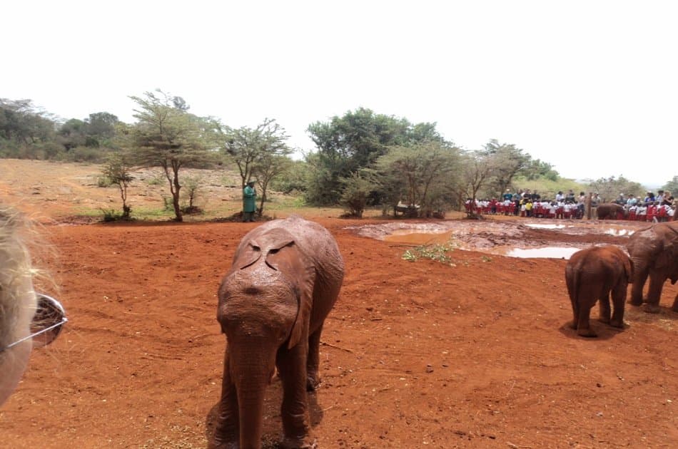 Nairobi National Park, Elephant Orphanage and Giraffe Center Tour - Photo 4