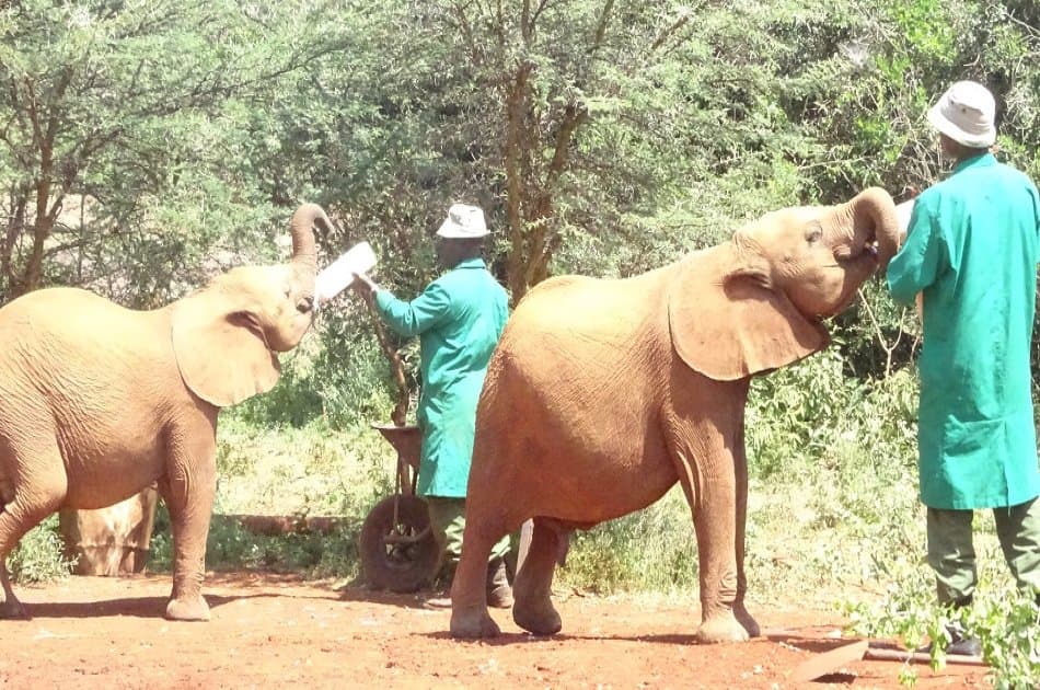 Remarkable Nairobi Half Day Tour: Animal Orphanage & Elephant centre - Photo 2